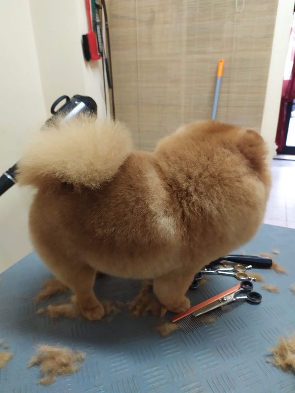 Brauner Spitz mit rundem Schnitt auf dem Pflegetisch, daneben Schere und abgeschnittenes Fell