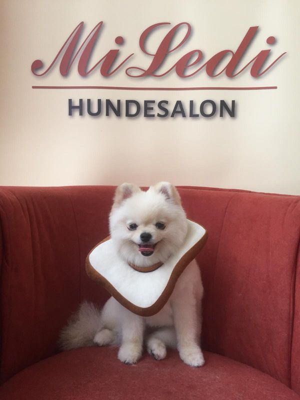 Weißer Spitz mit einem Toastbrot-Kostüm um den Hals auf dem roten Sessel vor dem MiLedi-Banner