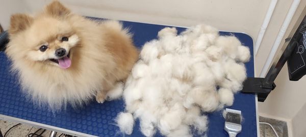 Gekämmter Spitz auf dem Pflegetisch neben einem großen Haufen ausgebürsteter Unterwolle