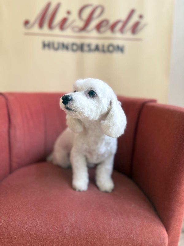 Kleiner weißer Hund mit frisch frisiertem, lockigem Fell auf dem roten Salonsessel