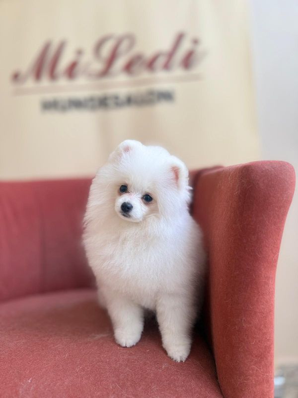 Weißer Spitz mit rund frisiertem Fell sitzt auf dem roten Salonsessel