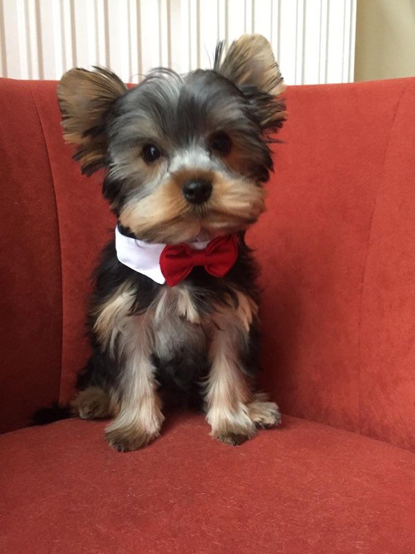 Yorkshire Terrier mit weißem Kragen und roter Fliege auf einem roten Sessel