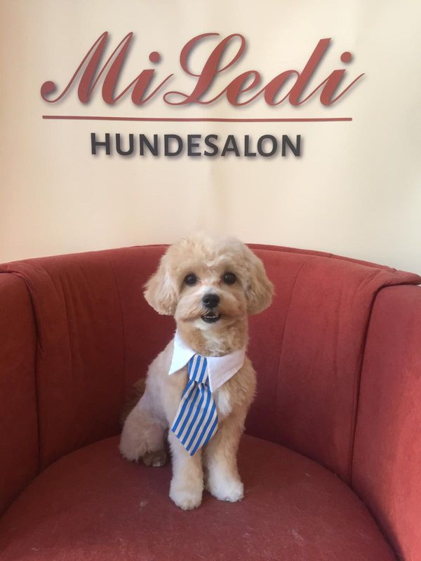 Kleiner apricotfarbener Hund mit Hemdkragen und gestreifter Krawatte sitzt auf einem roten Sessel vor dem MiLedi-Banner